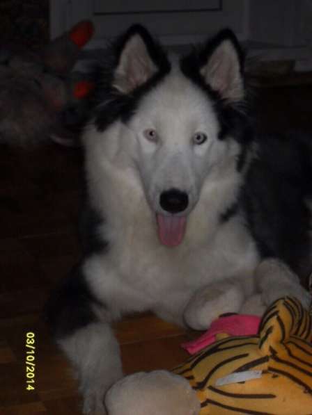 Продаются хасята в Раменское фото 3