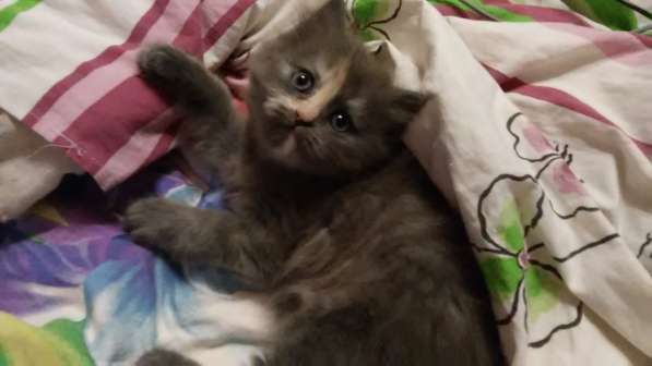 Продам пушистую красавицу с серебристым подшерстком в Санкт-Петербурге фото 5