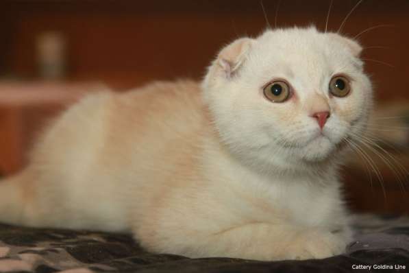Шотландский скоттиш фолд в Москве фото 12