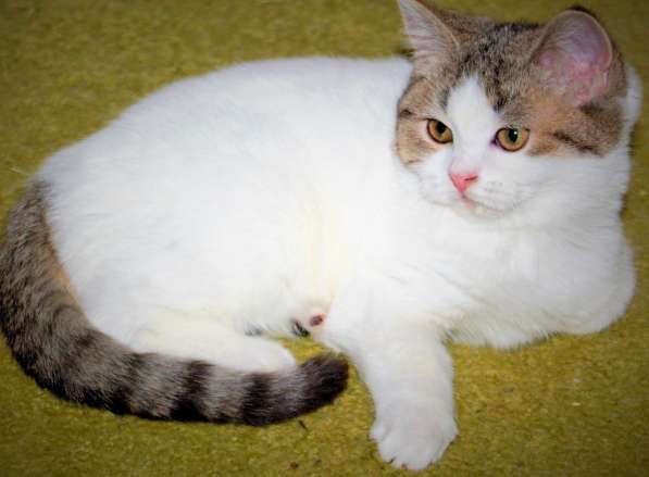 Совладение. Продажа в разведение