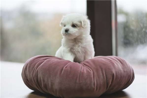 Малышки мини мальтезе в Москве