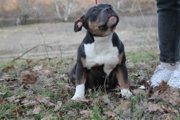 Породные щенки Американ Булли в фото 11