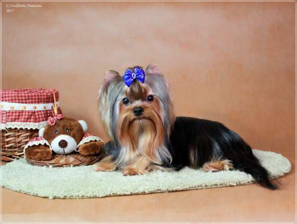 Девочка йоркширского терьера в Санкт-Петербурге фото 4