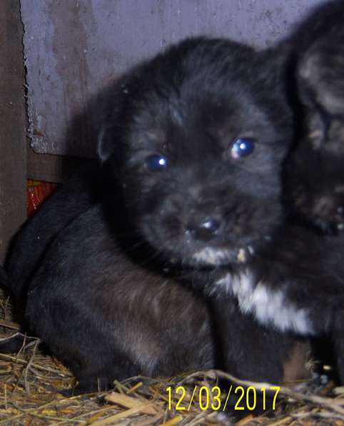 Щенок ищет доброго хозяина в Красноярске фото 19