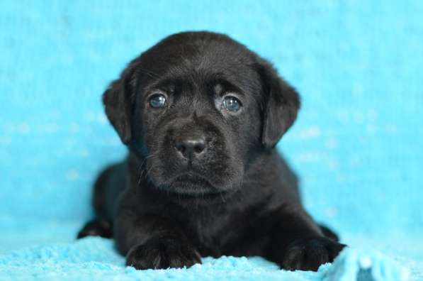 Щенки лабрадора- ретривера в фото 32