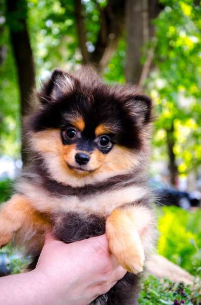 Черноподпалая девчушка в Новомосковске фото 9