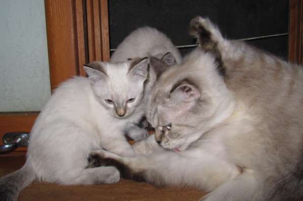 Тайские котята в Краснодаре фото 5