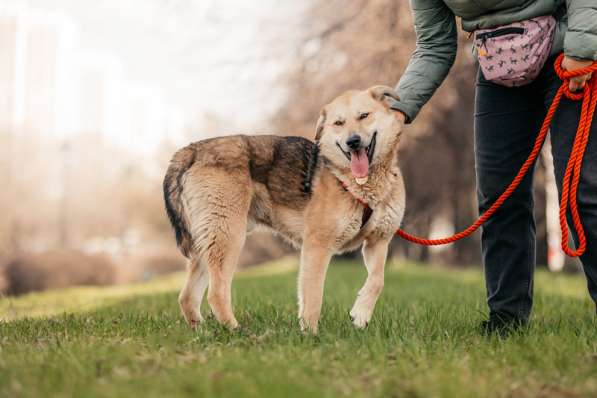 Ищет дом Ромео #ромео_дубоваяроща в Москве фото 43