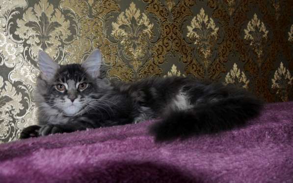 Свободны шикарные котята мэйн-кун редких окрасов в Ярославле