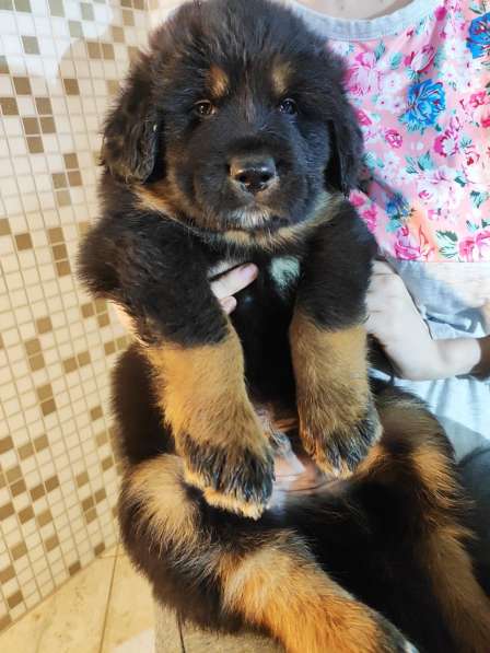 Тибетский мастиф - лучший страж на территории в Москве фото 84