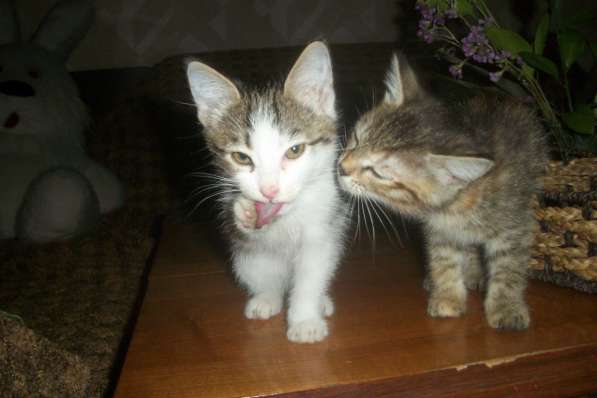 Кошечки стерилизованные в Новотроицке фото 4