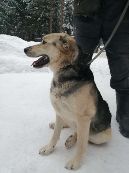 Чудесная собака Монти ищет семью в Москве фото 7