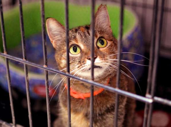 Чудесная Вербена ищет надежного друга