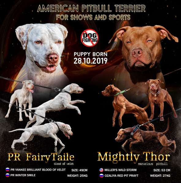 Štěňata amerického pitbulteriéra в фото 11