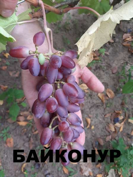Саженцы винограда в Нижнем Новгороде фото 5