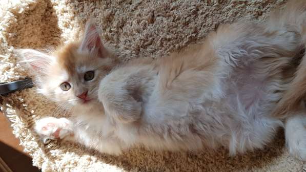 Продаётся красная девочка мейн-кун в Санкт-Петербурге фото 56