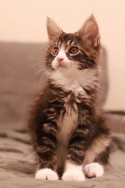 Котенок Мейн-Куна