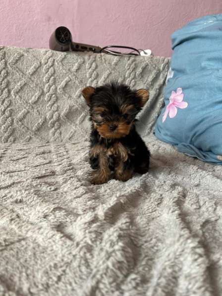 Йоркширский терьер в Уссурийске фото 3