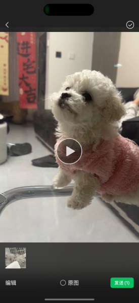 比熊宝宝找家 в Москве фото 5