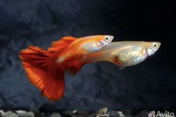 Аквариумные рыбки в Москве фото 3