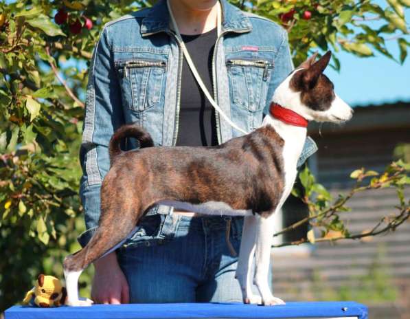 ❤️‍?Шикарная девочка басенджи ❤️‍? в 