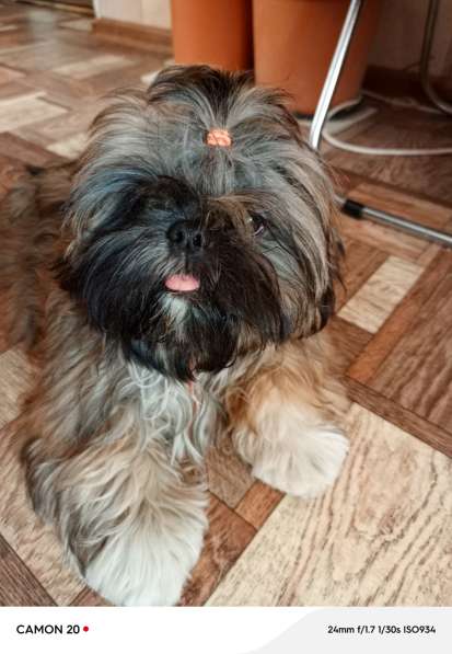 Ши-тцу китайский компаньон в Симферополе фото 3