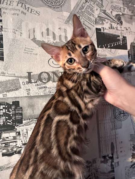 Бенгальские котята!