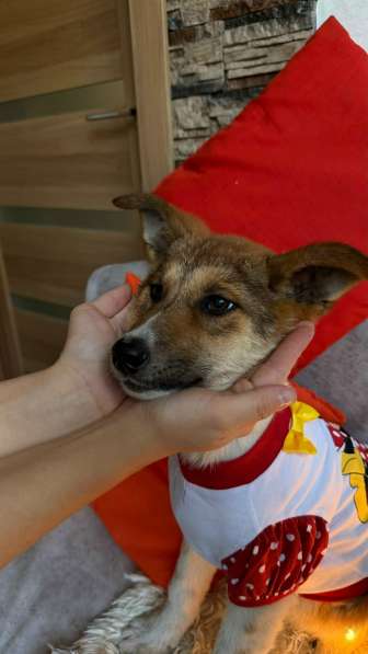 Очень красивые щенки в Санкт-Петербурге фото 9