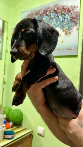 Стандартные девочки таксы в Москве фото 4