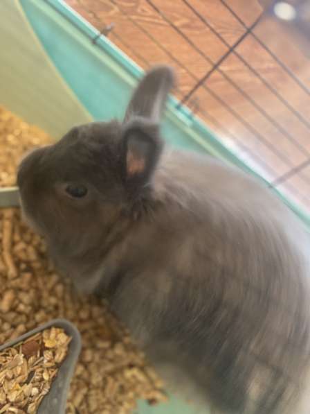 Декоративный кролик