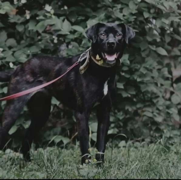 Красавица Мира ищет дом и любимую семью в Москве