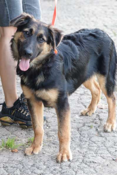 Щенок-подросток Вилли в добрые руки в Москве фото 13