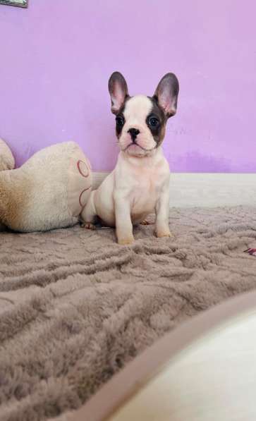 Французский бульдог в Уссурийске фото 4