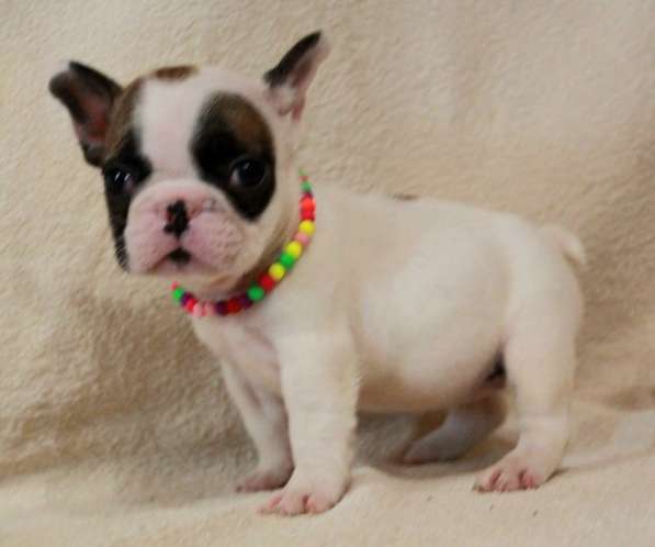 Щенки из питомника РКФ в Москве фото 7