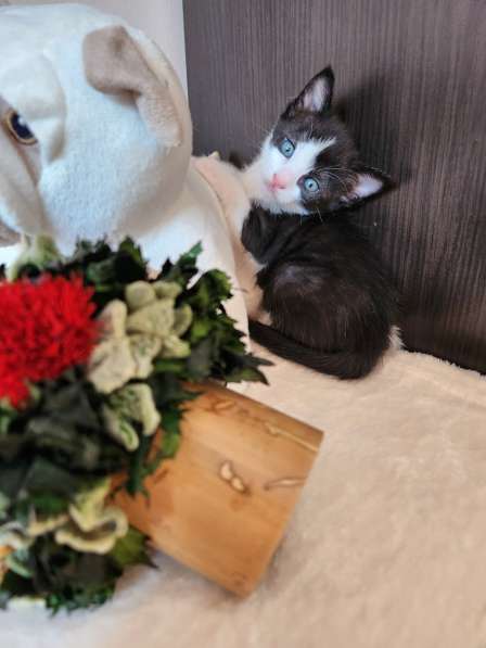 Котята в любящую семью в Австрии в фото 3