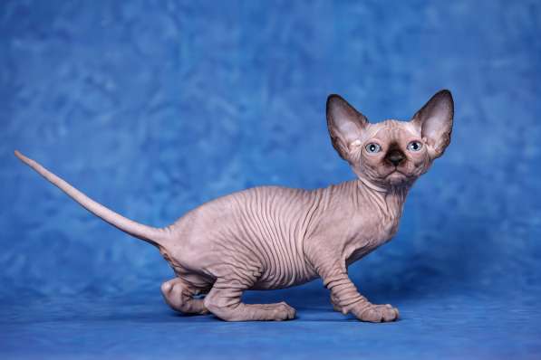 Питомник Эльфов, бамбино, Двэльфов, сфинксов в Находке фото 3