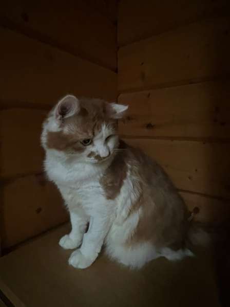 Харизматичный чеширский кот ищет дом в Санкт-Петербурге фото 5