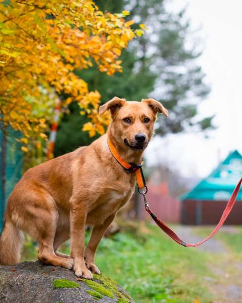 Мягкая и послушная молодая собака ищет дом в Санкт-Петербурге фото 5