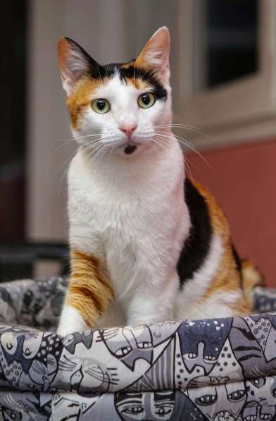 Кошечка - красотка Шанель в добрые руки! в Санкт-Петербурге фото 5