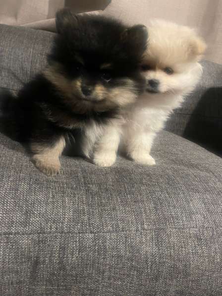 Померанскиц шпиц