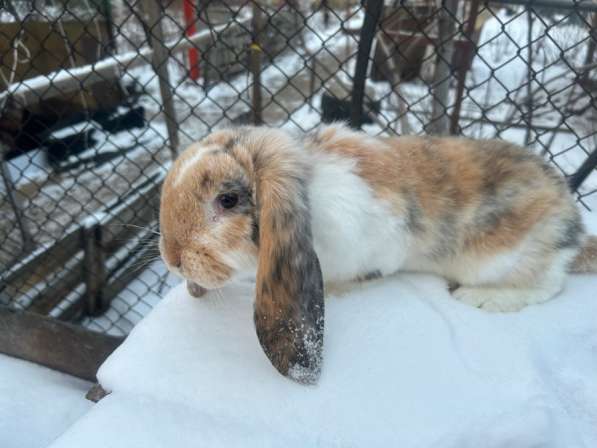 Французский баран