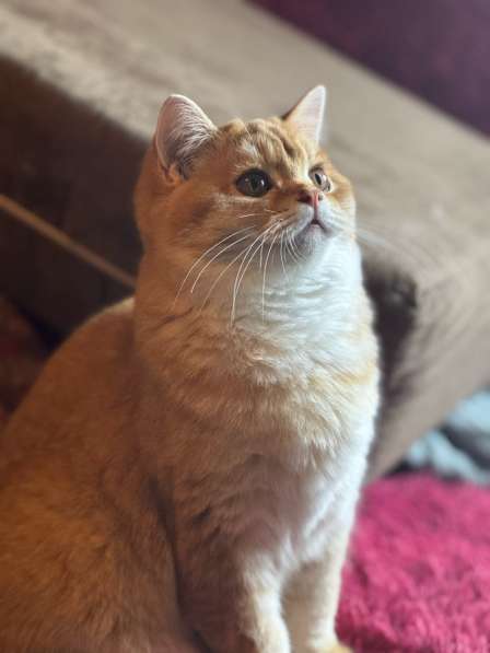 Шотландские котята в Москве фото 3