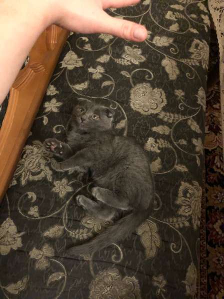 Шотландский котенок в Махачкале фото 7