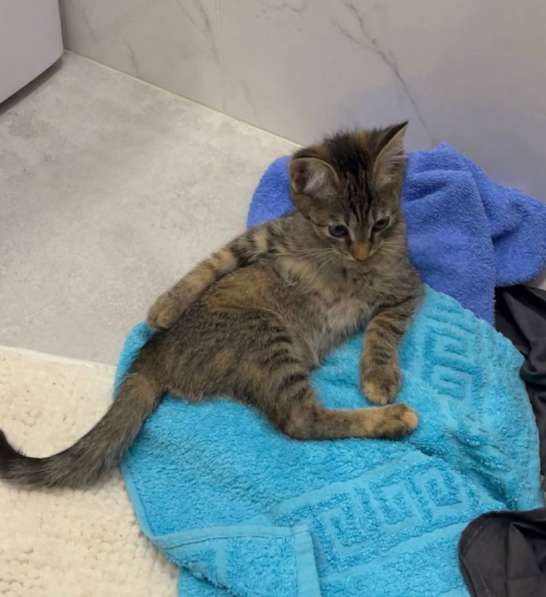 Котенок девочка, в добрые руки в Новосибирске фото 3