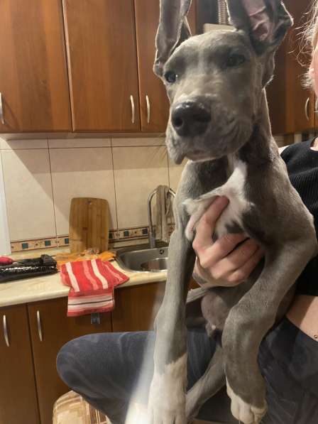 Собаки в Москве фото 3