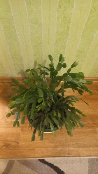 Продаются цветы в Сургуте фото 6