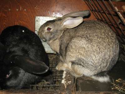 кроликов в Омске фото 6