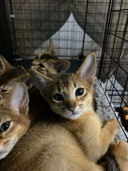 Абиссинские котята в Москве фото 4
