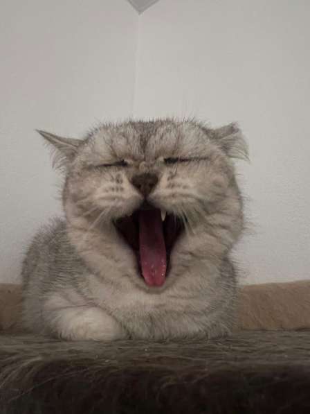 Британская шиншилла Дуся в дар в Москве фото 3