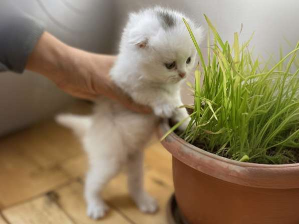 Шотландский белый вислоухий котёнок / Scottish Fold (white) в фото 8